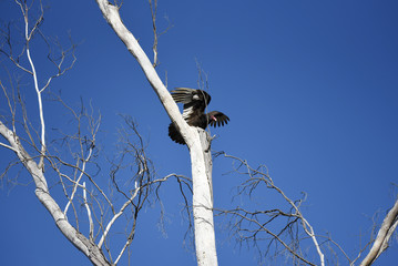 Vulture on dead tree