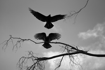 BW Vultures in flight