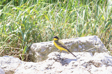 Yellow wagtail near young grass ... Spring ..