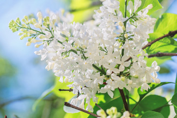 White flowering lilac branch