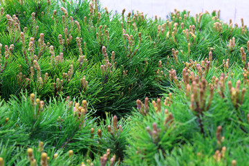 Original coniferous trees, a branch of the cypress