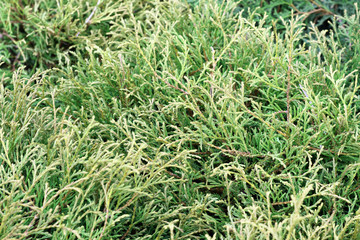 Original coniferous trees