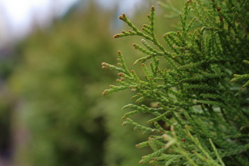  Branches of a coniferous tree, macro photography, a branch of the cypress