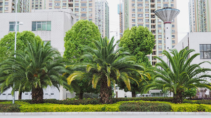 Fototapeta na wymiar A Beautiful Public Street Garden Decorated with Palm Trees and Shrubs Beside A Main Road of Kunming City, Yunnan Province, China.