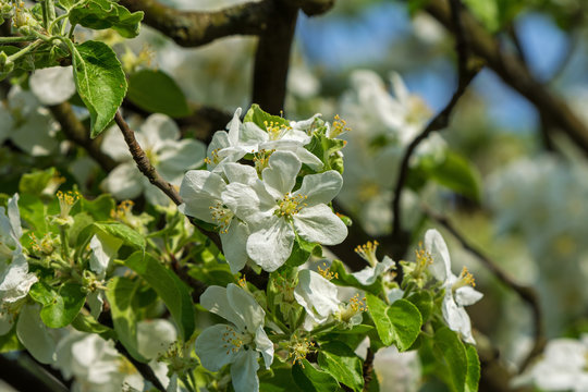 flowers on a branch of fruit tree, apple tree