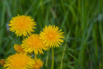 yellow dandelions and green grass as a background