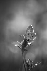 Papillon en noir et blanc