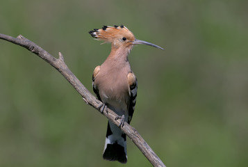 Hoopoe sits on a sloping branch with his front to the photographer and with an open crown on blurred background