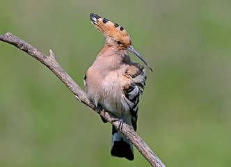 A close-up of a photo hoopoe sits on a branch on a blurred green background and cleans its feathers