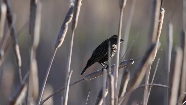 Female Red-winged Blackbird Chirping