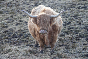 toro pastando