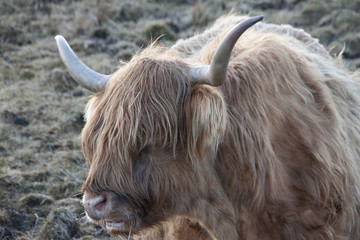 toro peludo escoces
