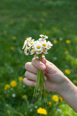 Hand holding a bunch of field daisies