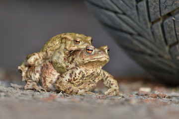 Bufo bufo The common toad, European toad, or in Anglophone parts of Europe, simply the toad is an amphibian found throughout most of Europe, collision, car, dangerous. Frog in the danger.