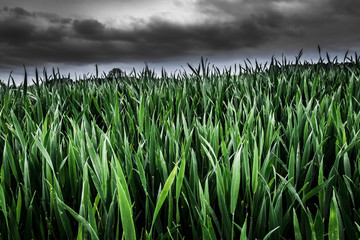 Obraz premium Grashalme wehen im Wind eines aufziehenden Sturms