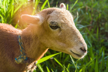 GOATS GRAZING AT SUNSET