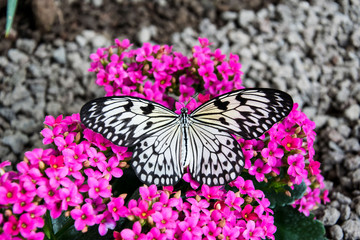 Weißer Schmetterling sitzt auf rosa Blüten mit weit geöffneten Flügeln