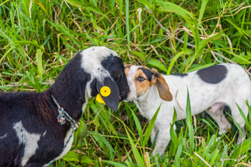 GOAT AND DOG PLAYING