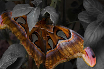 Gro&szlig;er Schmetterling mit einem besonderen Muster sitzt auf einer Pflanze, Eifalia Rheinland-Pfalz Germany