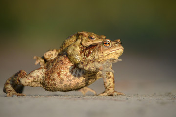 Bufo bufo The common toad, European toad, or in Anglophone parts of Europe, simply the toad is an amphibian found throughout most of Europe, collision, car, dangerous. In the garden frog.