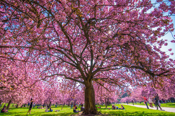 Naklejka premium Fleurs de sakura au parc Sceaux