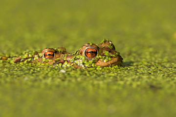 Bufo bufo the common toad, European toad, or in Anglophone parts of Europe, simply the toad is an amphibian found throughout most of Europe, collision, car, dangerous. In the garden frog.