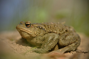 Bufo bufo the common toad, European toad, or in Anglophone parts of Europe, simply the toad is an amphibian found throughout most of Europe, collision, car, dangerous. In the garden frog.