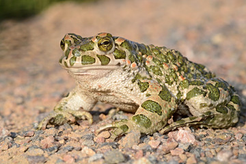 The European green toad (Bufotes viridis) is a species of toad found in steppes, mountainous areas, semi-deserts, urban areas and other habitats in mainland Europe