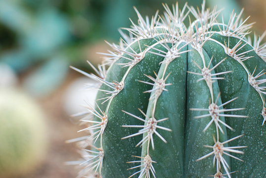 Fototapeta cactus with big needles close-up, texture