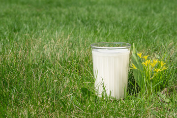 a glass of milk on a green grass