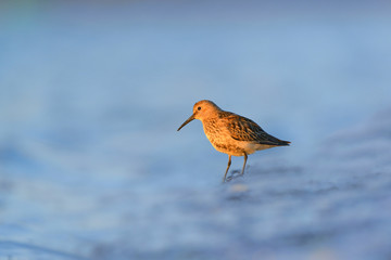 The dunlin (Calidris alpina) is a small wader, sometimes separated with the other 