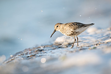 The dunlin (Calidris alpina) is a small wader, sometimes separated with the other 