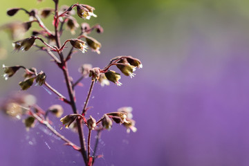 Blühendes Purpurglöckchen vor unscharfem Hintergrund