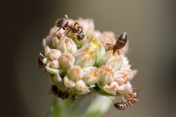 Ameisentanz auf einer weißen Blüte vor unscharfem Hintergrund