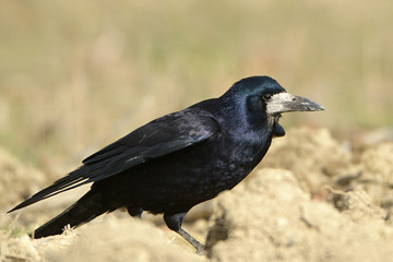The rook Corvus frugilegus is a member of the Corvidae in the passerine order of birds. Bird on the field.