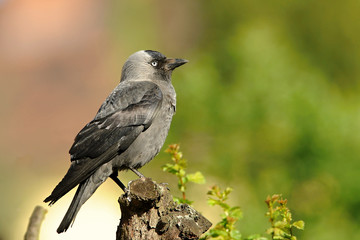 The western jackdaw (Coloeus monedula), also known as the Eurasian jackdaw, European jackdaw, or simply jackdaw, is a passerine bird in the crow family. Found across Europe.