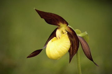 Cypripedium calceolus ,  lady's-slipper orchid, and the type species of the genus Cypripedium.