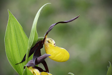 Cypripedium calceolus ,  lady's-slipper orchid, and the type species of the genus Cypripedium.