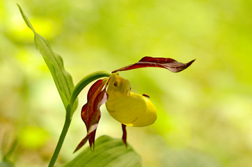 Cypripedium calceolus ,  lady's-slipper orchid, and the type species of the genus Cypripedium.