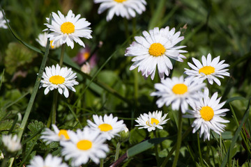 spring flowers in Germany