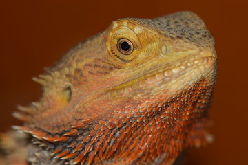 beardie, dragon, lizard, bearded dragon, scales, animals
