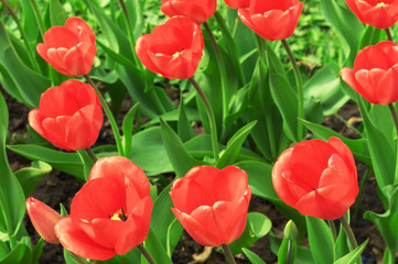 Group of red tulips in the park. Red beautiful tulips field in spring time with sunlight, floral background