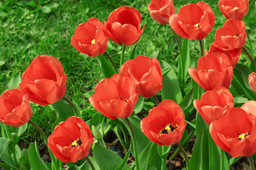 Group of red tulips in the park. Red beautiful tulips field in spring time with sunlight, floral background
