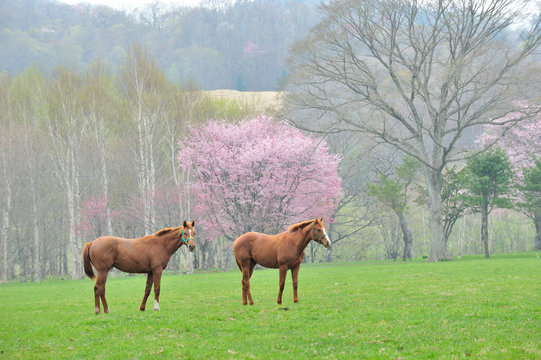 馬と桜　浦河町