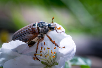 Spring closeup. Blooming garden and May bug on the petal of a blossoming apple tree