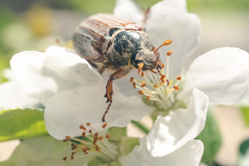 Spring May beetle and a blooming sunny garden
