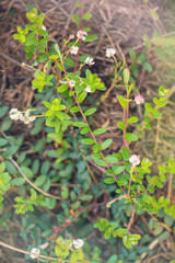 Spring flowering of a garden cranberry