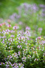 flowering of thyme
