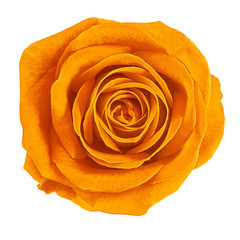 Flower orange rose isolated on white background. Close-up.  Element of design.