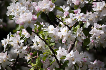 Obraz premium spring flowers in Germany